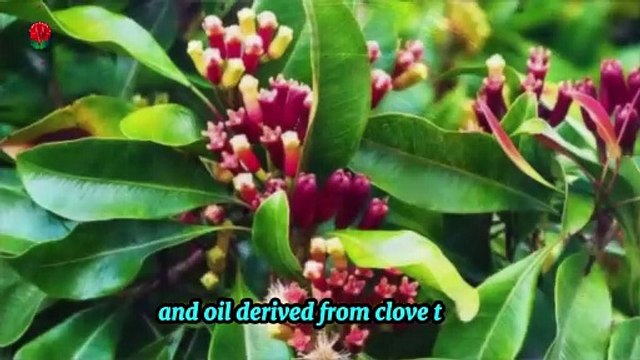 Do Cloves Have Any Health Benefits? | Are cloves good for you?