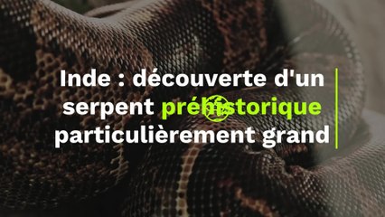 Découverte d'un serpent préhistorique "exceptionnellement grand" en Inde