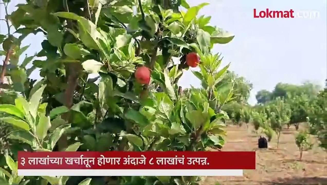 दुष्काळी भागात सुपेकर पती-पत्नीने फुलवली सफरचंदाची बाग, कसं मिळवलं यश?