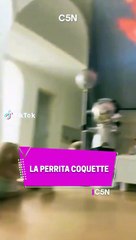 Perrita Coquette: Encanto y Dulzura 🐶