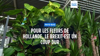 Pour les fleurs de Hollande, le Brexit est un coup dur