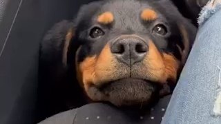 Cute Dog Enjoying In Car