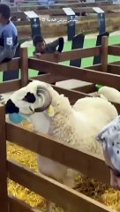 معرض مكناس للفلاحة