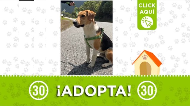 Si tiene gallinas esta información NO es para usted: Buscamos hogar para Félix