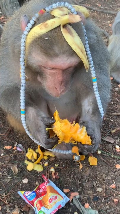 I am monkey king