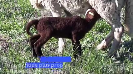 Trente ans après son retour en France, éleveurs et écolos crient toujours au loup