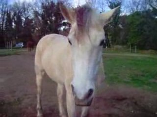 mon ptii coeur d'ange