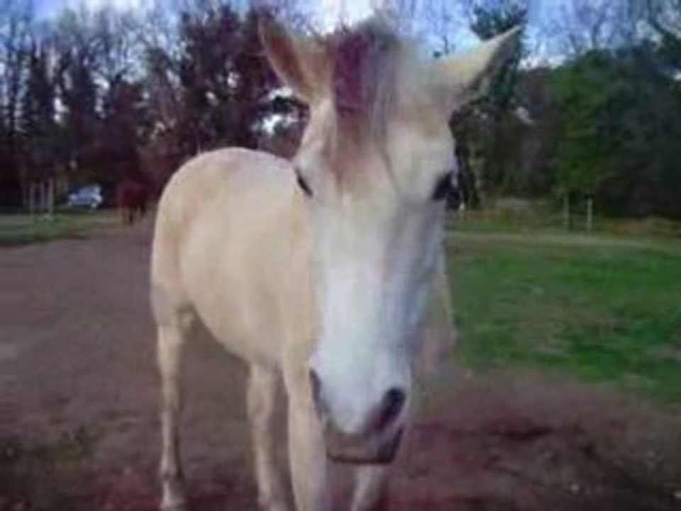 mon ptii coeur d'ange