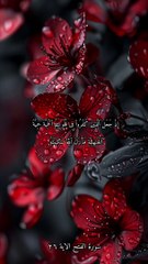 سورة الفتح بصوت الشيخ ياسر الدوسري الاية ٢٦