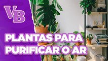 Conheça as PLANTAS que purificam o ar - Você Bonita (30/04/2024)