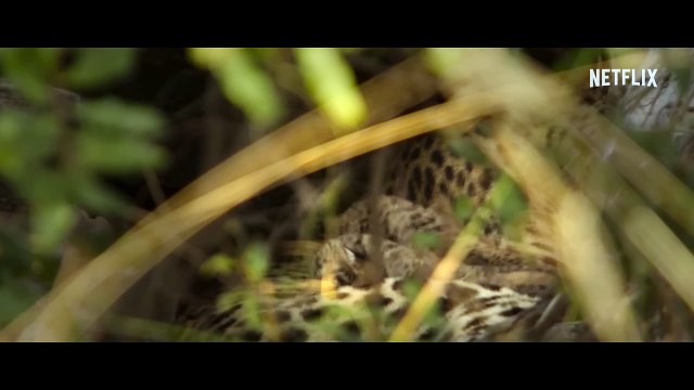 Living with Leopards | Official Trailer | Netflix