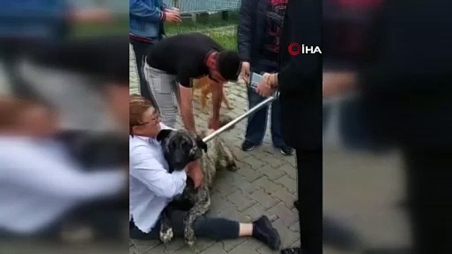 Başıboş köpekleri toplamak isteyen belediye ekipleriyle vatandaş arasında arbede!
