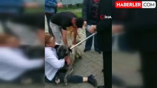 Ankara'da sokak köpeklerini toplayan belediye ekiplerine vatandaşlardan tepki
