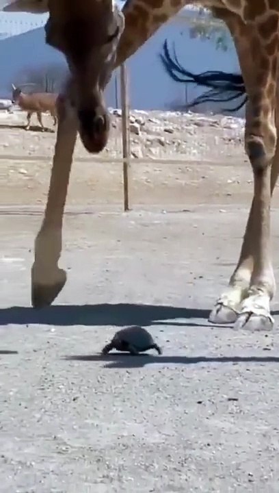 girafa zoo