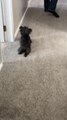 Dog Hilariously Drags Her Hind Legs Across Carpet