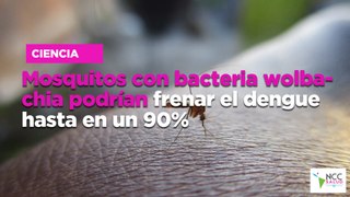 Mosquitos con bacteria wolbachia podrían frenar el dengue hasta en un 90%