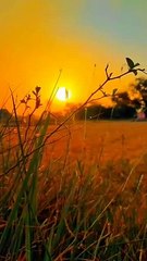 The Natural View beautiful view of India