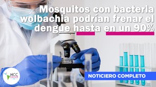Mosquitos con bacteria wolbachia podrían frenar el dengue hasta en un 90% |195| 29 abril-5 mayo 2024