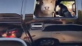 Baby Cow Sitting Inside Jeep Looks Out Through Window