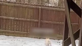 Dog Slides On Icy Backyard and Collides With Fence