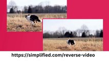 Discover the Art of Reversed Videos: Free Online Tool