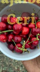 manfaat buah ceri untuk kesehatan kita