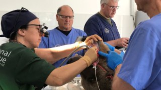 Brit performs life-saving dental surgery on a BEAR