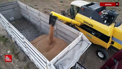Adana’da buğday hasadı başladı, verim yüzleri güldürdü