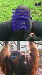 Gorilla VS Orangutan