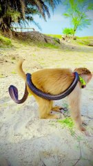 Oh monkey and cobra snake | kingcobra