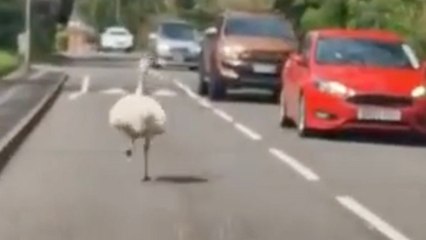 Hilarious footage shows runaway rhea causing havoc in quiet village