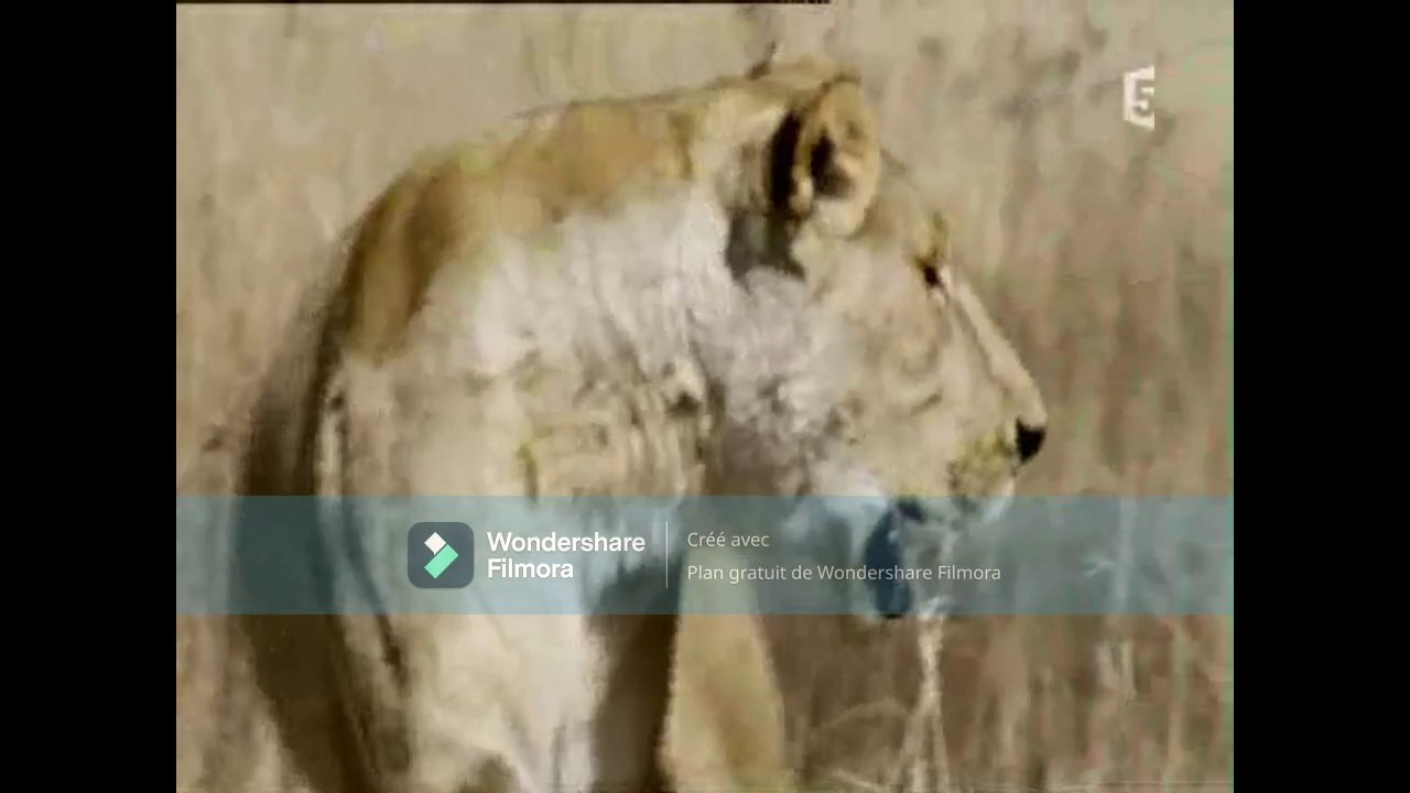 Lionnes sachant chasser