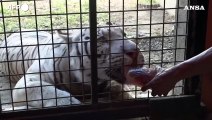 Filippine, la sofferenza degli animali dello zoo di Manila causata dall'ondata di caldo che ha colpito il Paese