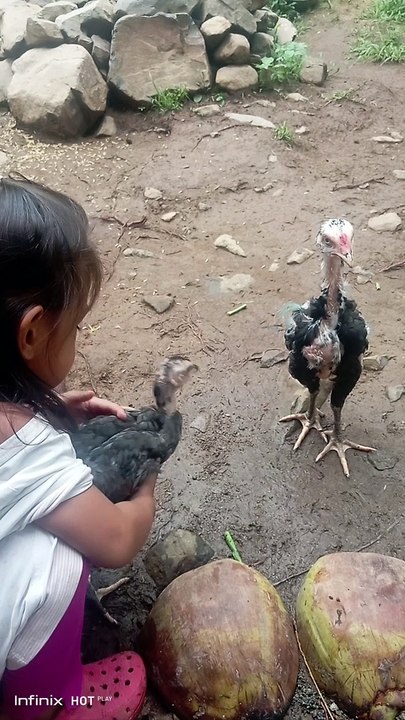 manok