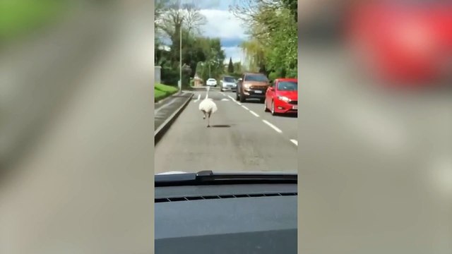 WATCH: Runaway rhea causing havoc for drivers as it sprinted through Derbyshire village