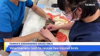 Veterinarians Rush To Rescue Two Injured Grass Owls in Taiwan
