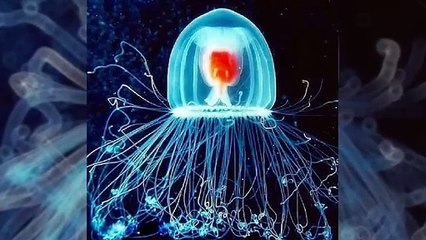 驚くべきクラゲの種類