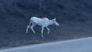 Driver spots 'lucky' white moose in Canada