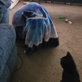 Cat Watches English Bulldog Under Blanket