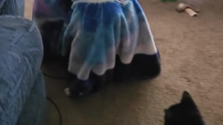 Cat Watches English Bulldog Under Blanket
