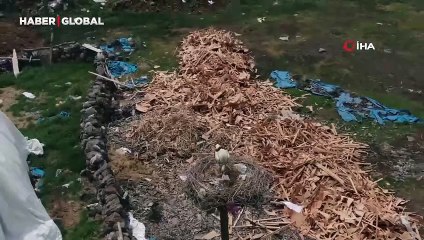 "Baharın müjdecileri" zorlu yolculuğu tamamladı, yerleştiler