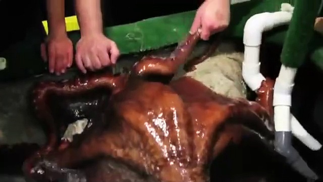 Ahtapotların alet kullanımı