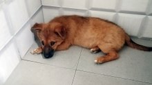 Si Colette giinitan napud.