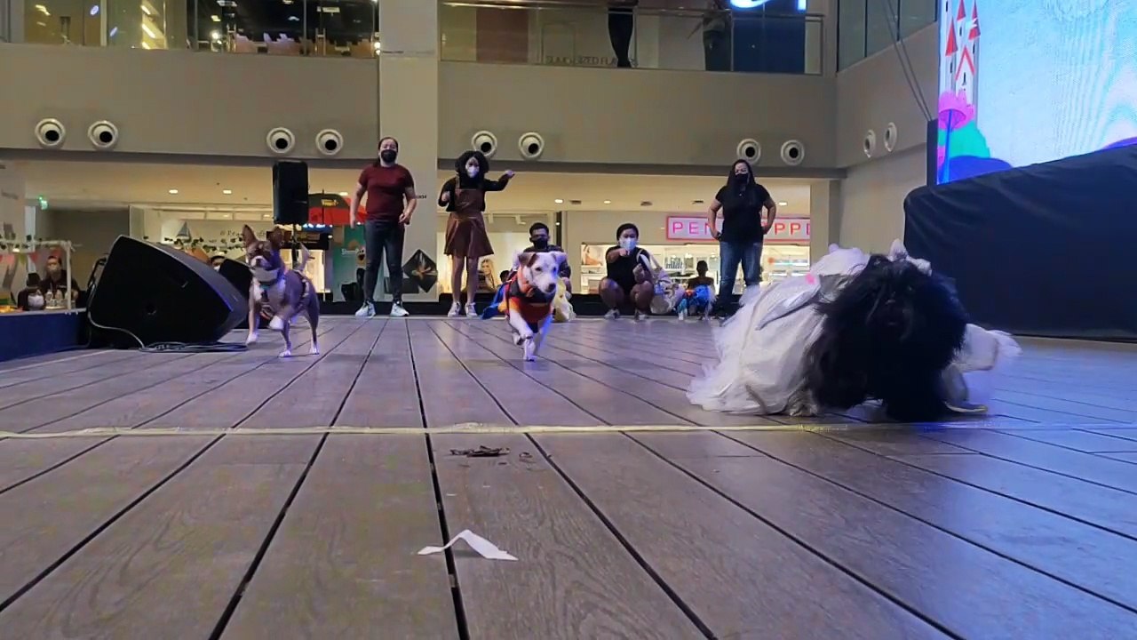 dog race