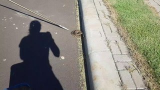 Bombeiros capturam serpente Jararaca no meio da rua em Cascavel