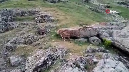 Nesli tükenme tehlikesi altında! Böyle görüntülendiler