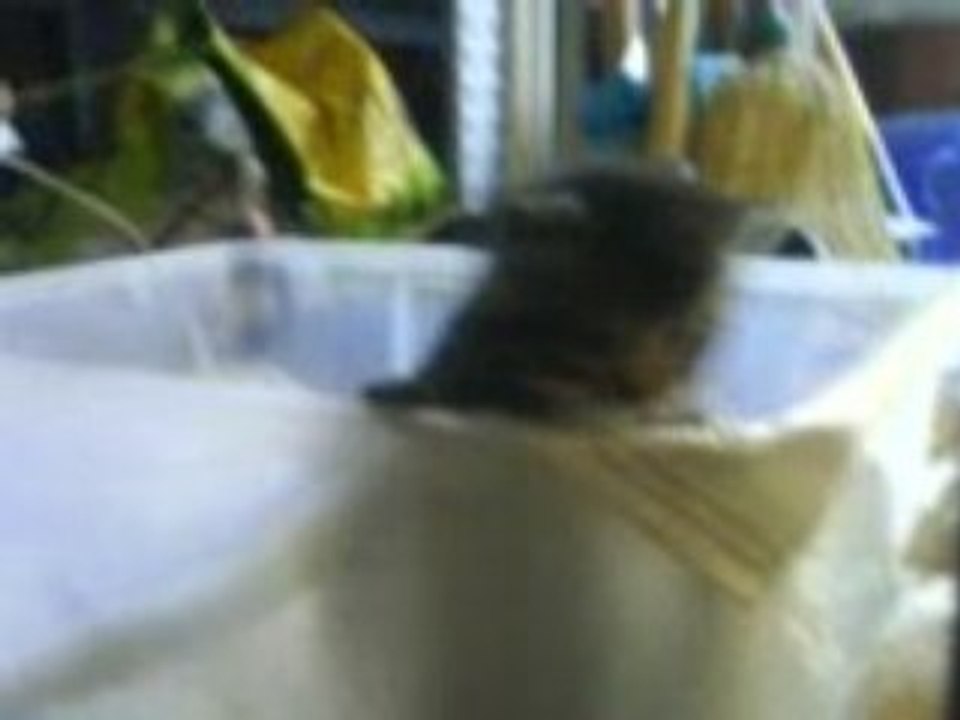 chatons