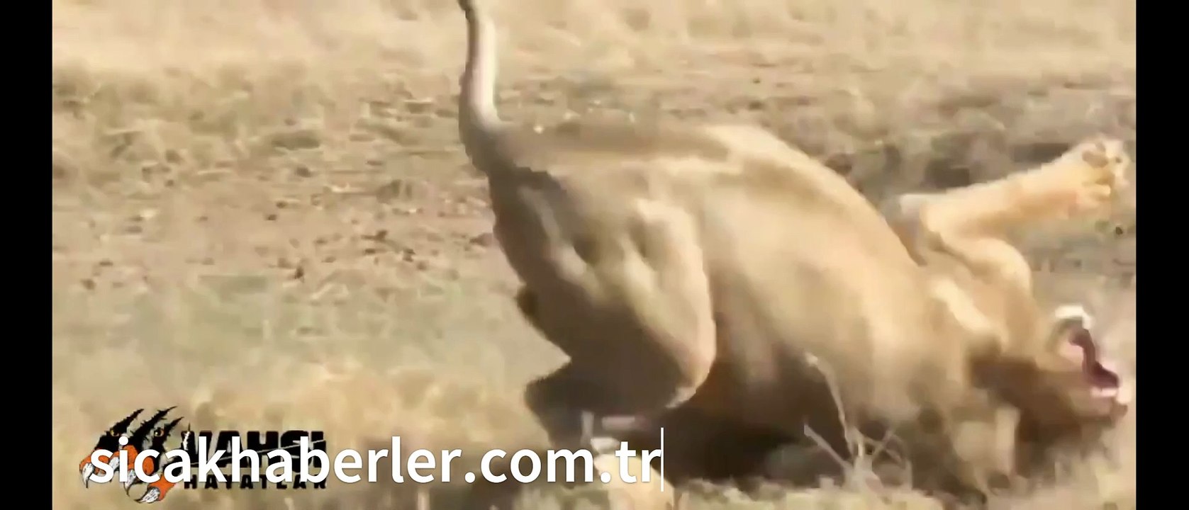 Avını paylaşmak istemeyen aslan diğer aslanın belini kırıyor