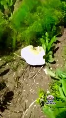 Dengbej İzzettin Keve