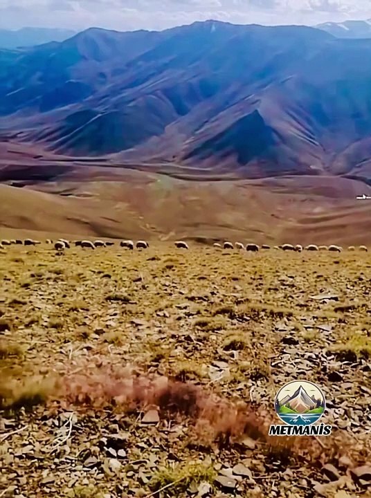 DAĞDA AÇAN ÇİÇEKLER ŞEHİRDE BÜYÜMEZ